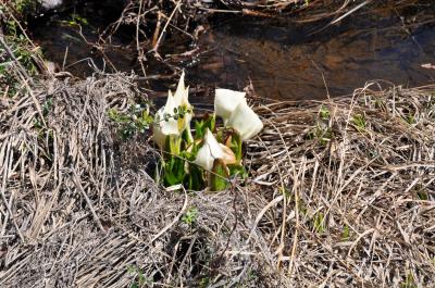 【2014GW】みーたん駆け足で飛騨・乗鞍を巡る!~後篇~ の巻き