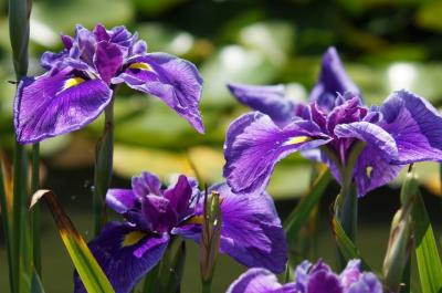 加茂花菖蒲園 初見