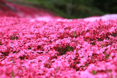 ぷらっと札幌　芝桜でへべれけ～♪