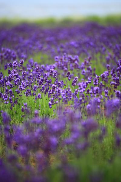 福井　花めぐり～北潟湖 花菖蒲園、三国ラベンダーファーム、ゆりの里公園、大安禅寺