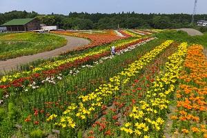 市原鶴舞ゆり園　2014