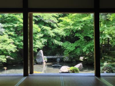 京都・洛北 青もみじめぐり 『蓮華寺・正伝寺・圓光寺』