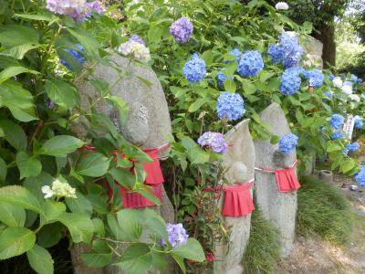 雨の季節も楽しもう♪　　～矢田寺の紫陽花～