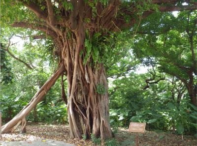 琉球を観る・・・(沖縄県立博物館・首里城)
