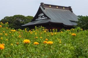 長福寿寺の紅花と野見金公園の紫陽花　2014