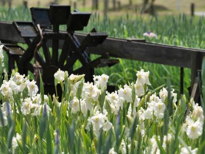 兵庫 篠山で花菖蒲と美味しいもの巡り♪