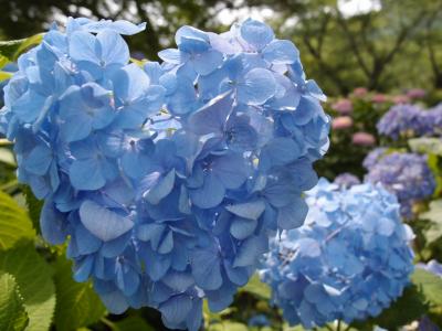 奈良矢田寺へ紫陽花を見にプチ旅行。