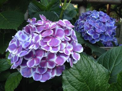 初めての明治神宮にて花菖蒲まつり＆白山神社にて文京あじさいまつり