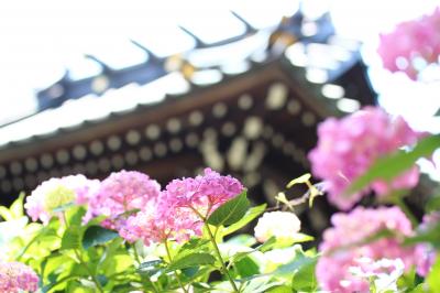 あじさい祭りとレッサーパンダを１日で楽しむ欲張りコース（１）白山神社のあじさい祭り編（前編）あじさい祭りの混雑の中でマクロレンズ一本でねばれるか