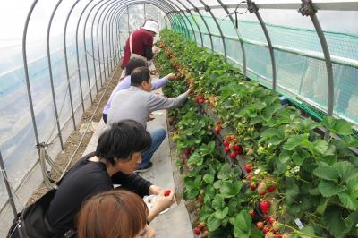 カッコーツアーでイチゴ狩りしてまいりました。