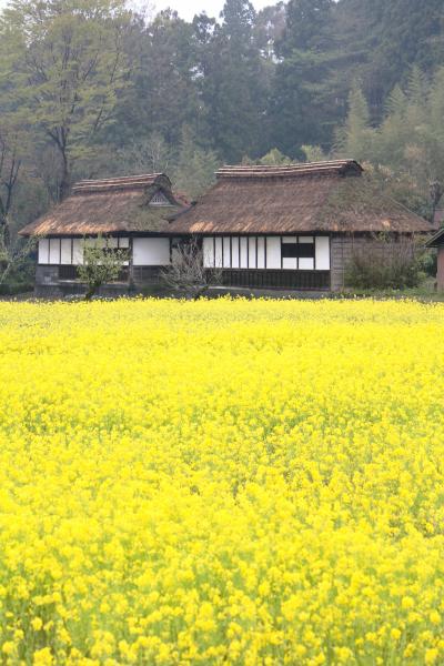 富士山と桜と見られなかったダイヤモンド富士を求めて?（河口湖・田貫湖・富士宮市）