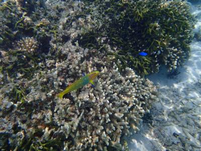 晴れたらいいな～☆沖縄かりゆしビーチリゾート＆アーバンリゾート那覇3泊4日女子2人旅☆
