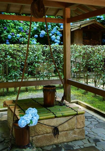 紫陽花を求めて鎌倉へ