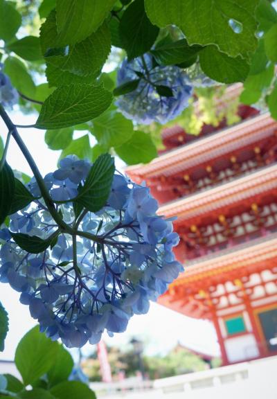 紫陽花巡り~高幡不動尊、府中郷土の森~