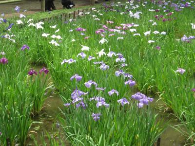 2014年　東京散歩　その４　明治神宮と花菖蒲