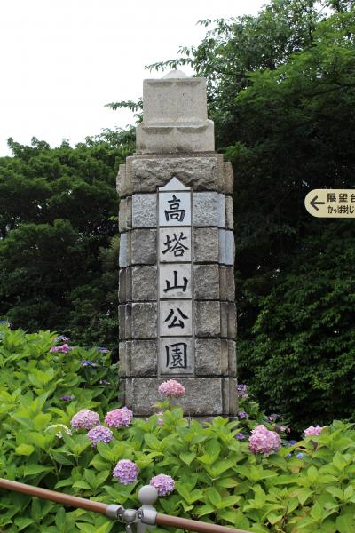 北九州　若松　高塔山公園の紫陽花です。