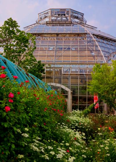 はな阿蘇美　ローズガーデン花ざかり　☆イングリッシュガーデン・バラ祭り開催中