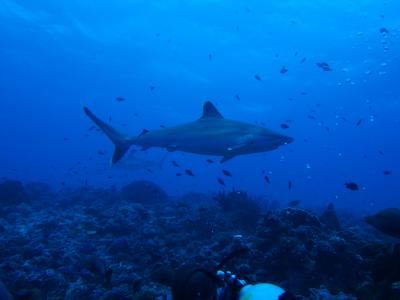 ボラボラ・ランギロア島　ホテル・キアオラ＠ランギロア　7日目　DIVING@RANGIROA