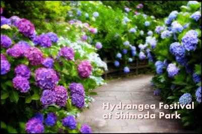 【初夏の伊豆ドライブ】 梅雨の晴れ間に愉しめることを♪ ~修善寺虹の郷と天城ほたる祭りと下田公園あじさい祭り~