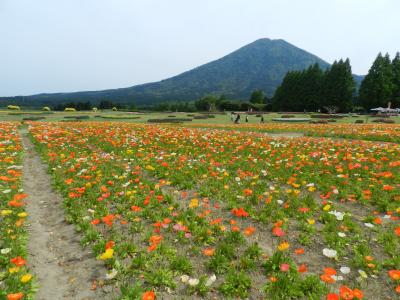 生駒高原のポピー祭りはとっても素晴らしかった～！◆2014年5月・ＪＡＬで行く宮崎の旅≪その３≫