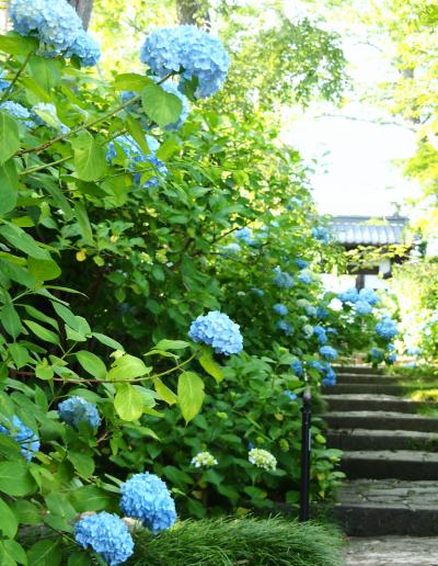 あじさい寺（資福寺）・・・今年はちょっと早め・・・もう咲き始めてました～～！