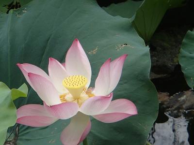 初・ハノイ♪市内観光