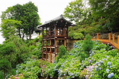 京都・西山三山を巡りました。紫陽花・青紅葉・竹林　後編