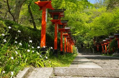 京都日帰り新緑の旅♪