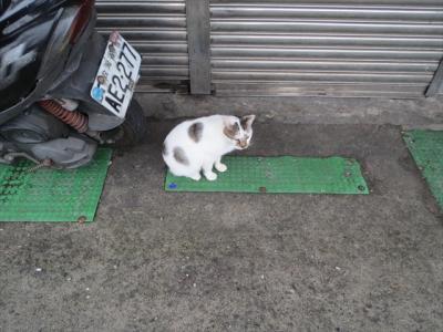 猫探し【台湾・Taiwan 2013（エーッ，台湾の電車内ってビール売ってないの?）編】