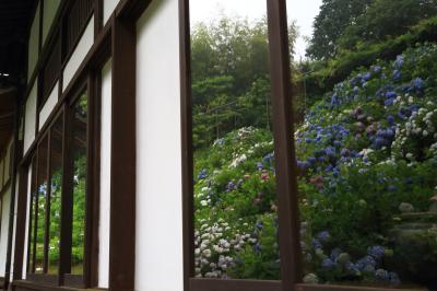 雨の京都へ紫陽花を見に行こう