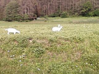 マウンテンバイクで逍遥、あちらこちら・信濃町　週末別荘ライフ＠信州野尻湖　2014　6月　10