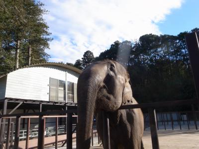 市原ゾウの国