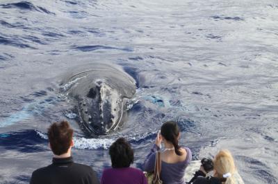 鯨が呼ぶ島マウイ