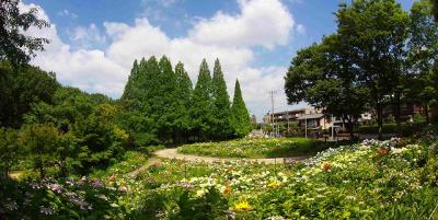 茶屋ヶ坂公園の紫陽花