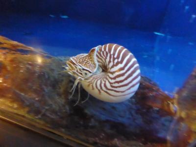 お伊勢さん☆鳥羽水族館