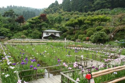 ６月の福井を楽しむ　庭園・花菖蒲・紫陽花・百合・歴史　2　大安禅寺とゆりの里公園