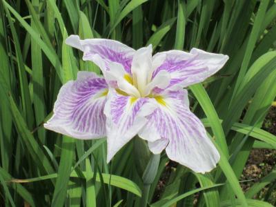 栗原市一迫で季節の花を愛でる　その１　～山王史跡公園あやめ園～