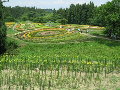 栗原市一迫で季節の花を愛でる　その２　～南くりこま高原一迫ゆり園～