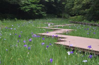 ６月の花（花菖蒲、紫陽花など）　県立四季の森公園、泉谷寺、旧安田庭園　２０１４年
