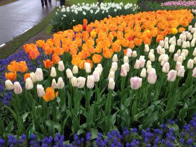 オランダ・ベルギー紀行~オランダ編~