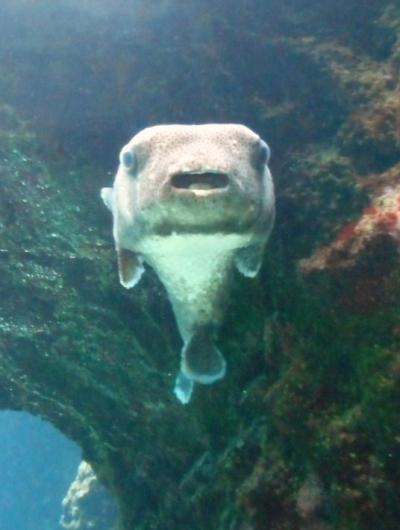 美ら海水族館　格安利用