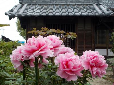 知立市「慈眼寺」の牡丹まつり