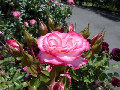 刈谷市「ミササガパーク」薔薇園