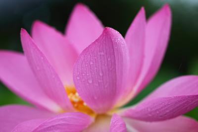 古代蓮の里 −雨に耐え、夏待つ花蓮−