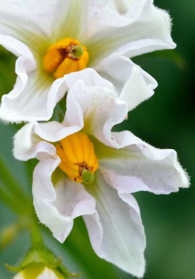 梅雨時のいつもの散歩道　写真日記2014年6月