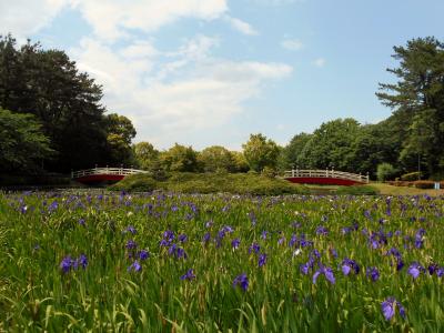 東海市「上野台公園」のカキツバタ