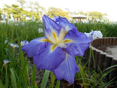 碧南市油ヶ渕遊園地「花しょうぶまつり」