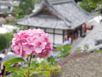 アジサイを求めて・・・京都ドライブ♪