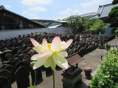 １人で歩く初夏の奈良☆興福寺・県庁屋上・福智院・十輪院☆どうしても阿修羅様に会いたくて(^o^)／