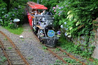 楽しい遊園地　豊島園のあじさい祭り　中